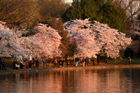 4.03.19 Cherry Blossoms